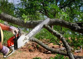 Reliable Stevensville, MD Tree Removal and Landscaping Services Solutions